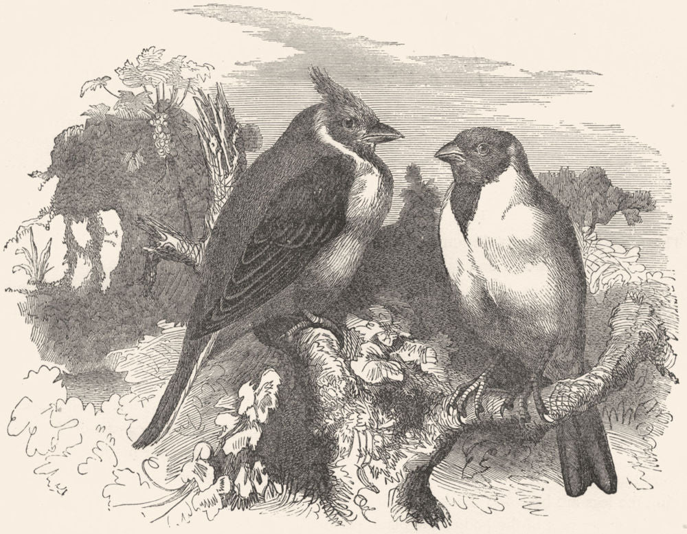 BIRDS. Passerine. Sparrow. Dominican Finch c1870 old antique print picture